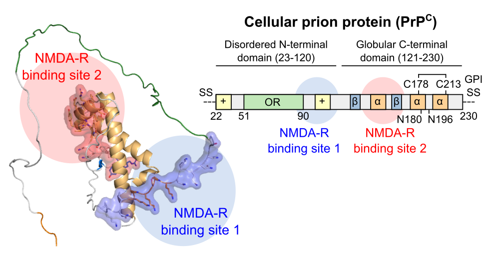 Table of contents graphic showing the two NMDAR binding sites along PrP^C^